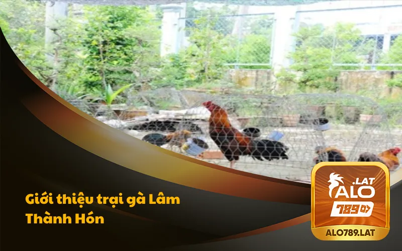 Giới thiệu đôi nét về trại gà Lâm Thành Hón