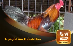 Trại Gà Lâm Thành Hón